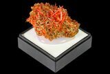 Bright Orange Crocoite Crystal Cluster - Tasmania #171631-2
